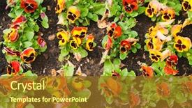  Presentation with pansy - Cool new presentation design with viola tricolor pansy flowerbed backdrop and a tawny brown colored foreground