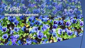  Presentation with pansy - Colorful PPT theme enhanced with viola tricolor pansy flowerbed backdrop and a ocean colored foreground