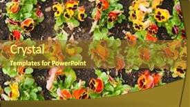  Presentation with pansy - Slide deck having viola tricolor pansy flowerbed background and a tawny brown colored foreground