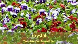  Presentation with pansy - Colorful slide deck enhanced with viola tricolor pansy flowerbed backdrop and a tawny brown colored foreground