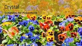  Presentation with pansy - Cool new PPT theme with viola tricolor pansy flowerbed backdrop and a gold colored foreground
