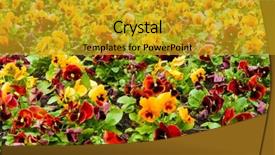  Presentation with pansy - Colorful presentation design enhanced with viola tricolor pansy flowerbed backdrop and a gold colored foreground