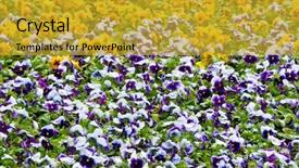  Presentation with pansy - Amazing slides having viola tricolor pansy flowerbed backdrop and a gold colored foreground