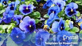  Presentation with pansy - Amazing theme having viola tricolor pansy flowerbed backdrop and a cobalt blue colored foreground