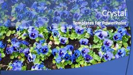  Presentation with pansy flower - Theme consisting of holsten gate holstentor in lubeck old town schleswig-holstein region germany background and a coral colored foreground