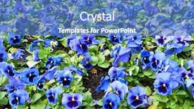  Presentation with pansy - Audience pleasing theme consisting of viola tricolor pansy flowerbed backdrop and a teal colored foreground