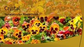  Presentation with pansy - Amazing slide deck having beautiful woman making coffee for breakfast in the kitchen backdrop and a soft green colored foreground