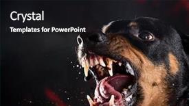  Presentation with black women teach - Amazing PPT layouts having violent - ferocious rottweiler barking mad backdrop and a black colored foreground