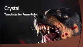  Presentation with violent - Audience pleasing slides consisting of violent - ferocious rottweiler barking mad backdrop and a black colored foreground