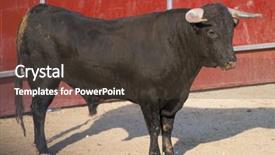  Presentation with spa white orchids black - Slide deck with violent sport - fighting bull picture from spain background and a  colored foreground