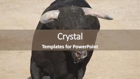  Presentation with violent - PPT theme with violent sport - fighting bull picture from spain background and a violet colored foreground
