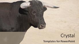  Presentation with spa white orchids black - Colorful slide set enhanced with violent sport - fighting bull picture from spain backdrop and a lemonade colored foreground