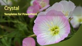  Presentation with focus - Theme with violet and yellow evening primrose background and a tawny brown colored foreground