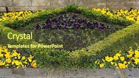  Presentation with pansy flower - Presentation theme featuring violet and yellow pansy background and a tawny brown colored foreground