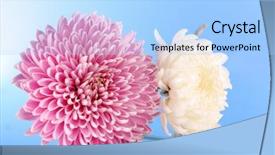  Presentation with blue flower - Slides enhanced with violet aster flower on blue background and a light blue colored foreground