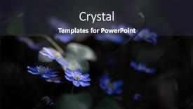  Presentation with dark forest - PPT layouts having violet-blue-flowers-in-dark background and a tawny brown colored foreground