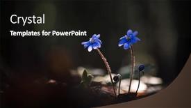  Presentation with dark forest - PPT theme having violet-blue-flowers-in-dark background and a black colored foreground