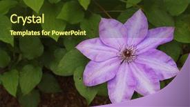  Presentation with clematis - Slides enhanced with violet clematis flower against green leaves background and a tawny brown colored foreground