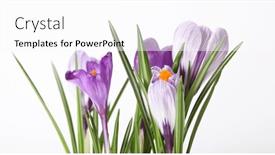  Presentation with snowdrop - Slides having violet-crocus-snowdrop-flower background and a pink colored foreground
