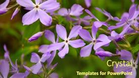  Presentation with bloom - Cool new presentation design with violet flower bloom backdrop and a tawny brown colored foreground