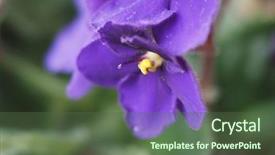  Presentation with african violet - Slide deck having violet flower of plant saintpaulia background and a tawny brown colored foreground
