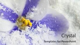  Presentation with purple floral snow - Presentation theme with violet flower in snow close background and a  colored foreground
