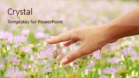  Presentation with hand holding flowers - Cool new theme with violet flowers and the woman backdrop and a  colored foreground