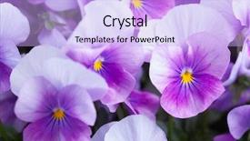  Presentation with ultra techonology violet - Beautiful presentation design featuring violet flowers background backdrop and a light blue colored foreground