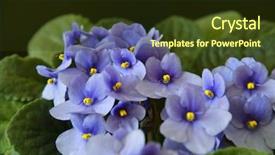  Presentation with black - Presentation design with violet flowers on a black background and a tawny brown colored foreground