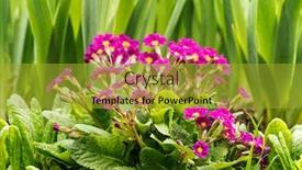  Presentation with flowers - Audience pleasing presentation consisting of violet-flowers-on-the-flowerbed backdrop and a gold colored foreground