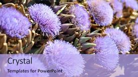  Presentation with rustic purple flower - Slide set having perspective of some typical narrow alleys in erice a small picturesque village in the province of trapani west sicily background and a gray colored foreground