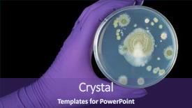  Presentation with bacterium - Cool new slide set with violet glove holds petri dish backdrop and a violet colored foreground