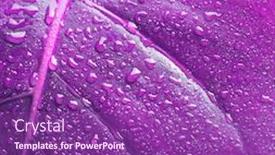  Presentation with water droplet drops on plant - Amazing PPT theme having violet-laef-with-drops-nature backdrop and a violet colored foreground