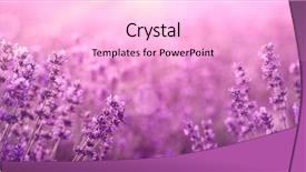  Presentation with lavender flowers - Presentation consisting of violet lavender field at sunset background and a lavender colored foreground