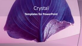  Presentation with abstract water drops - Colorful PPT layouts enhanced with violet-leaf-with-drops backdrop and a violet colored foreground