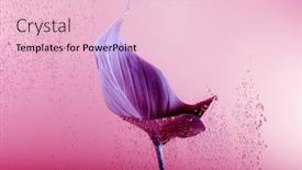  Presentation with abstract water drops - Amazing slide set having violet-leaf-with-drops backdrop and a lemonade colored foreground