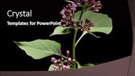  Presentation with bloom - Colorful slide deck enhanced with violet-lilac-branch-bloom-isolated backdrop and a black colored foreground