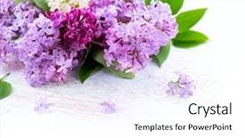  Presentation with flower beautiful lilac border - Presentation featuring violet lilac flower border design background and a white colored foreground