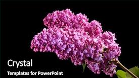  Presentation with lilacs - Beautiful PPT layouts featuring violet lilacs isolated on black backdrop and a black colored foreground