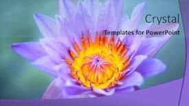  Presentation with purple lotus flowers blooming - Presentation theme featuring violet-lotus-blooming background and a light blue colored foreground