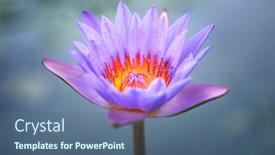  Presentation with purple lotus flowers blooming - Presentation theme having violet-lotus-blooming background and a ocean colored foreground