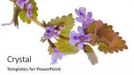  Presentation with wild flower - Cool new PPT layouts with violet mint - glechoma hederacea or creeping charlie backdrop and a white colored foreground
