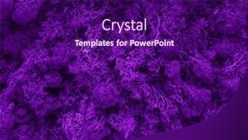  Presentation with moss - PPT layouts consisting of violet-moss-in-forest-close background and a violet colored foreground