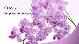  Presentation with beautiful orchid flowers - Audience pleasing slides consisting of violet orchid branch isolated backdrop and a lavender colored foreground