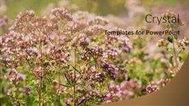  Presentation with pink flowers - PPT theme featuring violet-pink-flowers-of-oregano background and a coral colored foreground