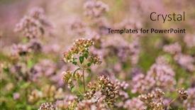  Presentation with pink flowers - Theme consisting of violet-pink-flowers-of-oregano background and a coral colored foreground