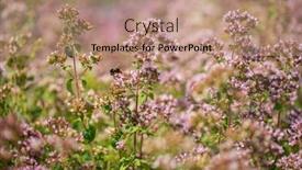  Presentation with pink flowers - Presentation design having violet-pink-flowers-of-oregano background and a coral colored foreground