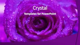  Presentation with crystal for drop of water on w - PPT layouts with violet rose with water drop background and a purple colored foreground