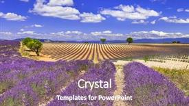  Presentation with lavander - Beautiful presentation theme featuring violet rows of blooming lavander backdrop and a  colored foreground