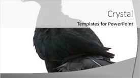  Presentation with ultra techonology violet - Slide deck with violet-turaco-musophaga-violacea-standing background and a white colored foreground